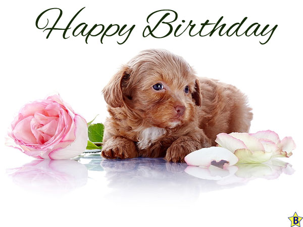 Happy Birthday Images flower-with-dog