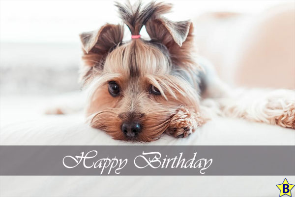 Happy Birthday Dog Images chihuahua