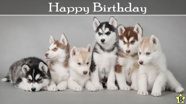 Happy Birthday Dog Images cousin