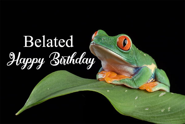 belated happy birthday frog images