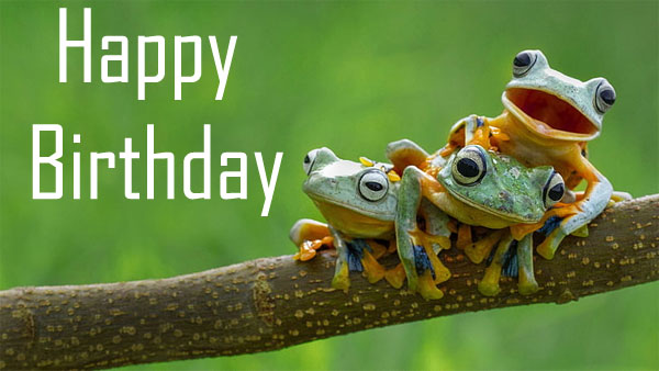 happy birthday frog pics