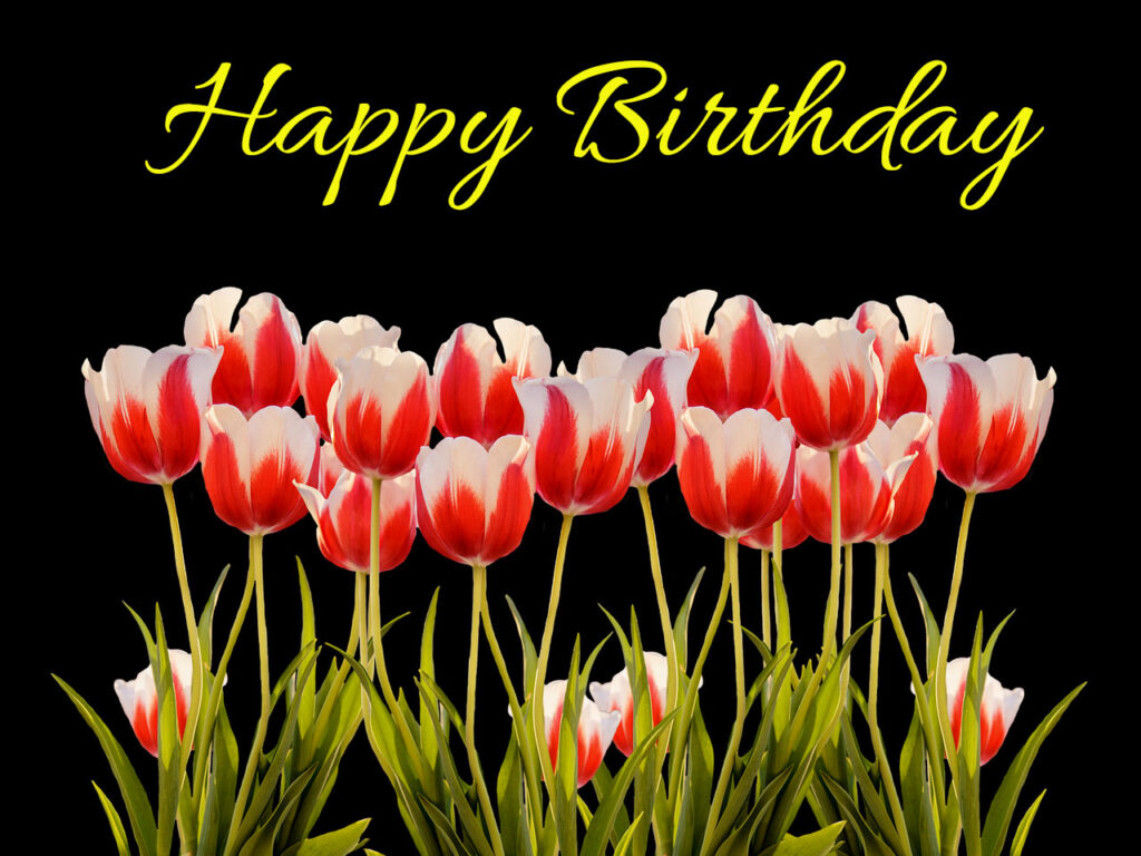 31 Happy Birthday Tulips Images And Pictures