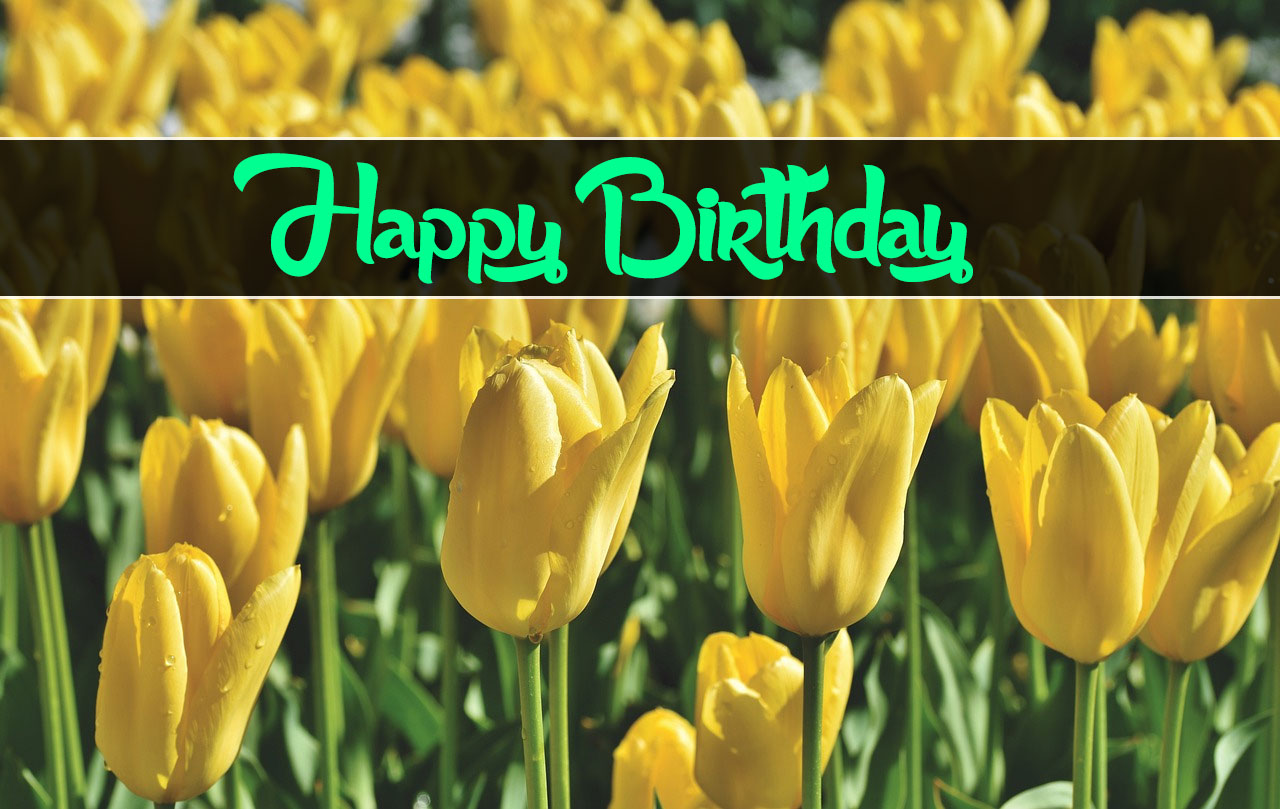 happy birthday yellow tulips