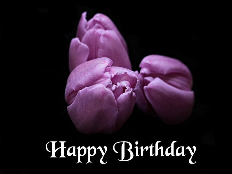 purple happy birthday tulips