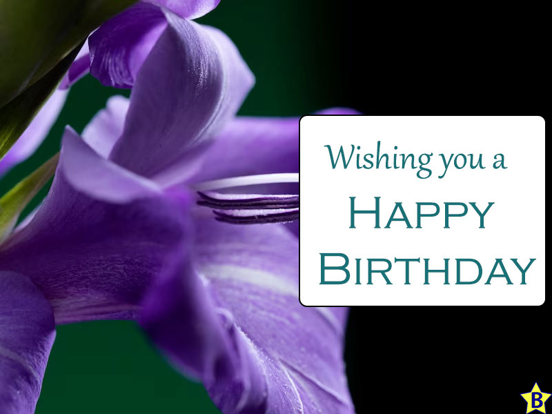 happy birthday violet flowers