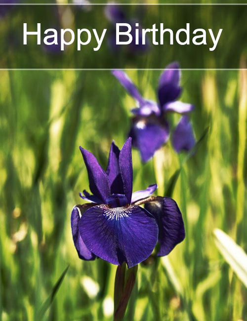 happy birthday purple lily flower images