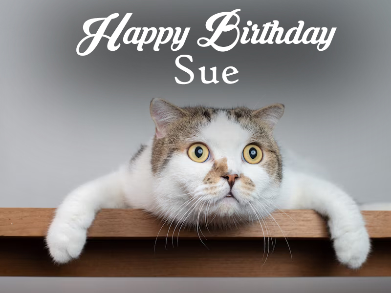 happy birthday sue cat images