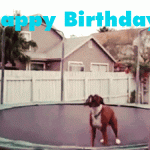 A jumping dog is wishing you happy birthday