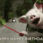 A pig playing with flowers funny happy birthday gif