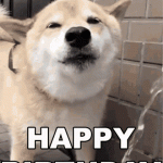 Amazing happy birthday dog gif