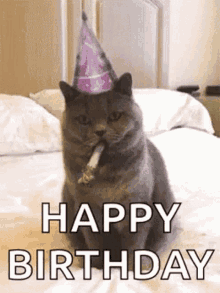 Celebrate happy birthday cat Gif