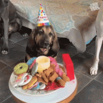 Dog happy birthday to You gif