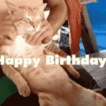 Special Happy birthday cat gif