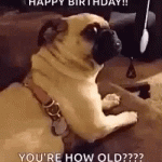You are how old happy birthday dog gif