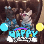 funny happy birthday gif images with two cats