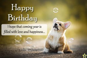 Happy Birthday Dog Images, Messages, Pics, Wishes