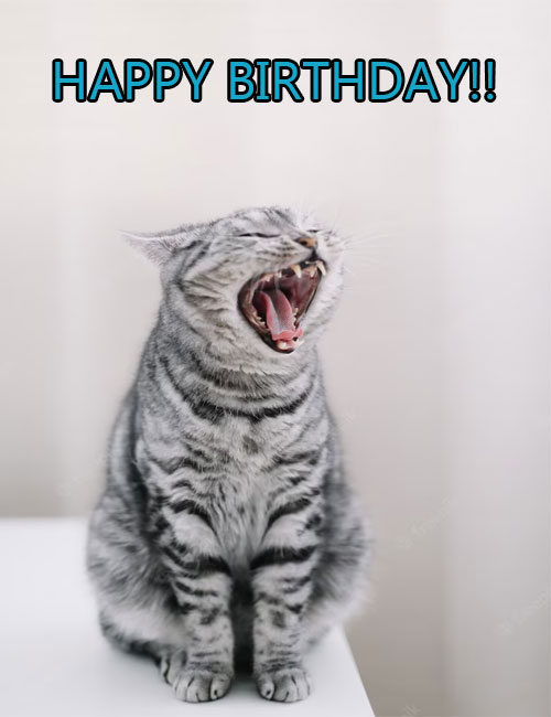 happy birthday kitty meme