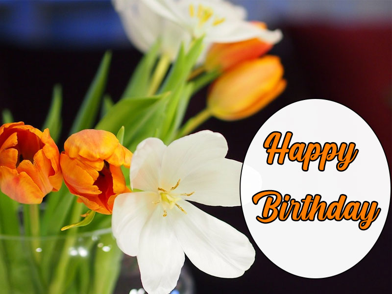 happy birthday orange tulips