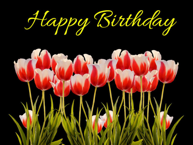 31+ Happy Birthday Tulips Images and Pictures