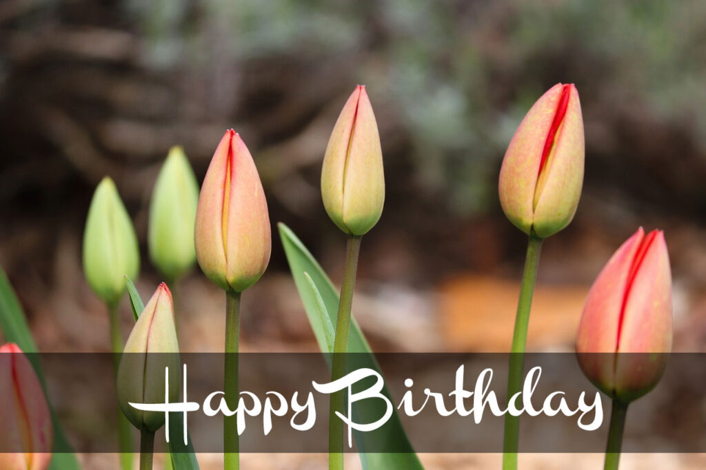 31+ Happy Birthday Tulips Images and Pictures